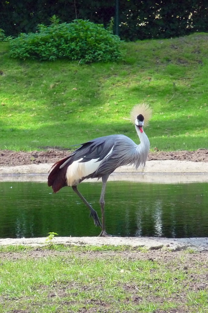 Ein Kronenkranich im Serengetipark, 9.9.15 