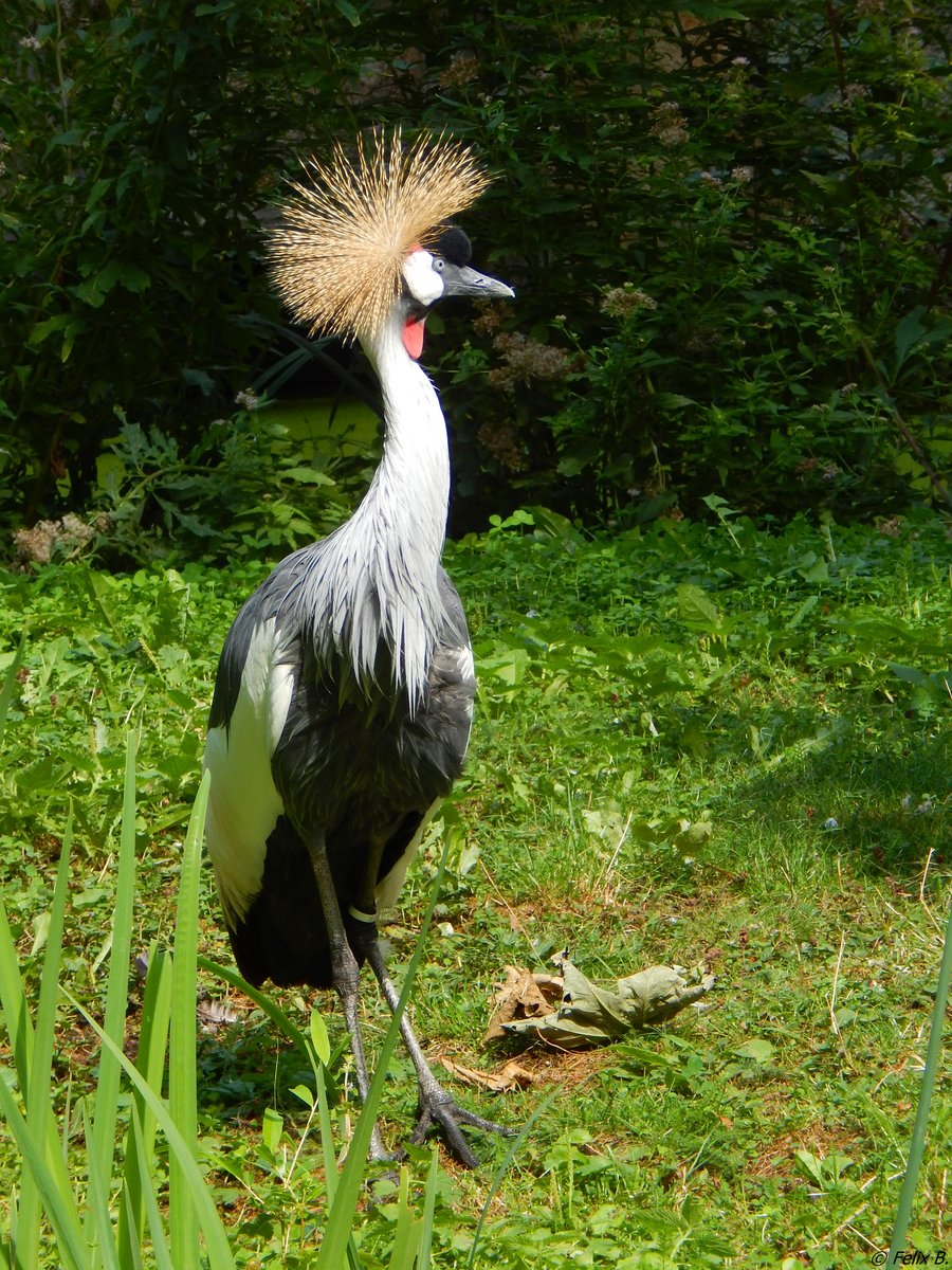 Ein Kronenkranich in der Sdamerikaanlage im Rostocker Zoo am 19.08.2018