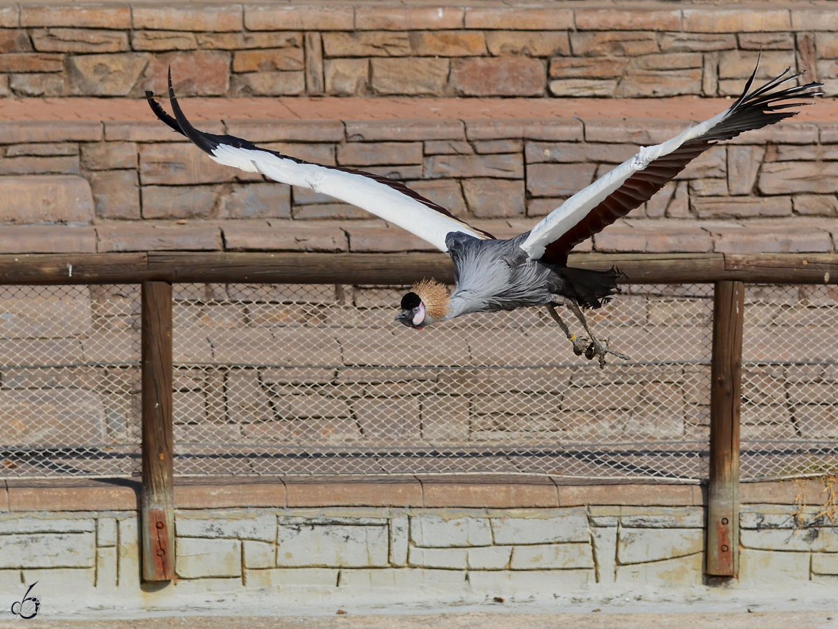 Ein Kronenkranich wurde Mitte Dezember 2010 im Zoo Madrid whrend einer Flugvorfhrung prsentiert.