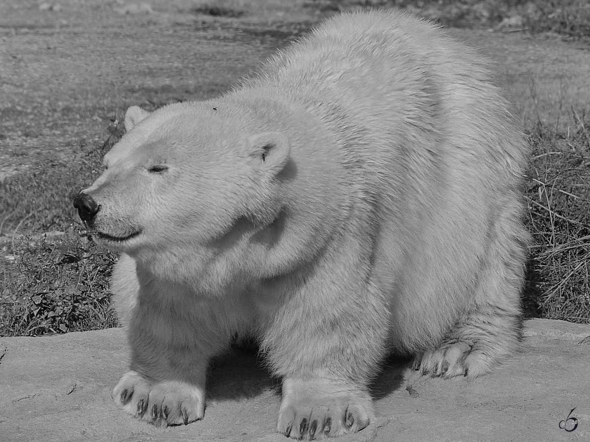 Ein kurzbeiniger Eisbr im Zoom Gelsenkirchen (Oktober 2006)