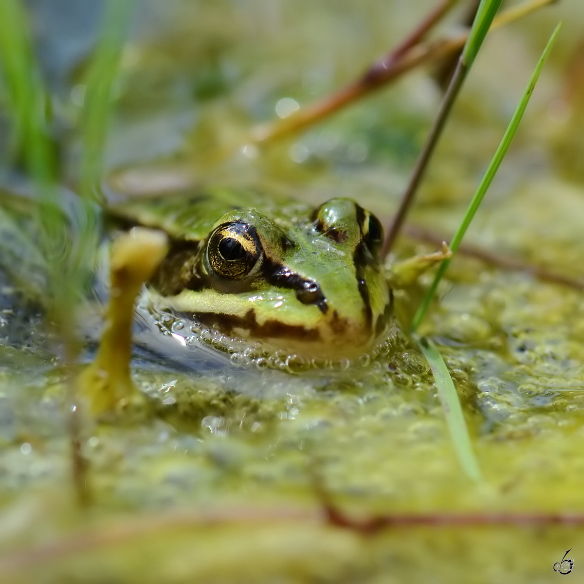 Ein laichender Laubfrosch, kaum zu erkennen in einem Tmpel bei Vlschow. (August 2013)