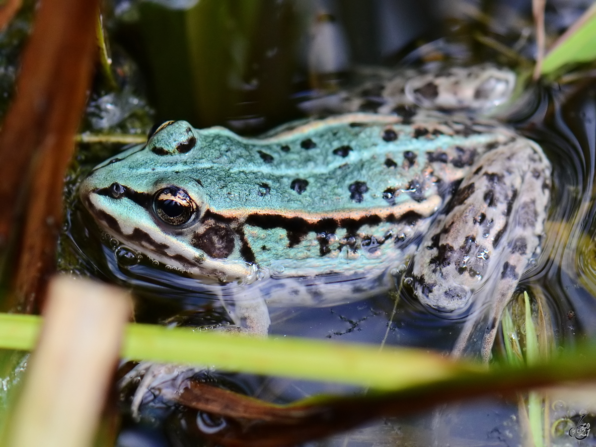 Ein laichender Laubfrosch Mitte August 2013 in einem Tmpel bei Vlschow.