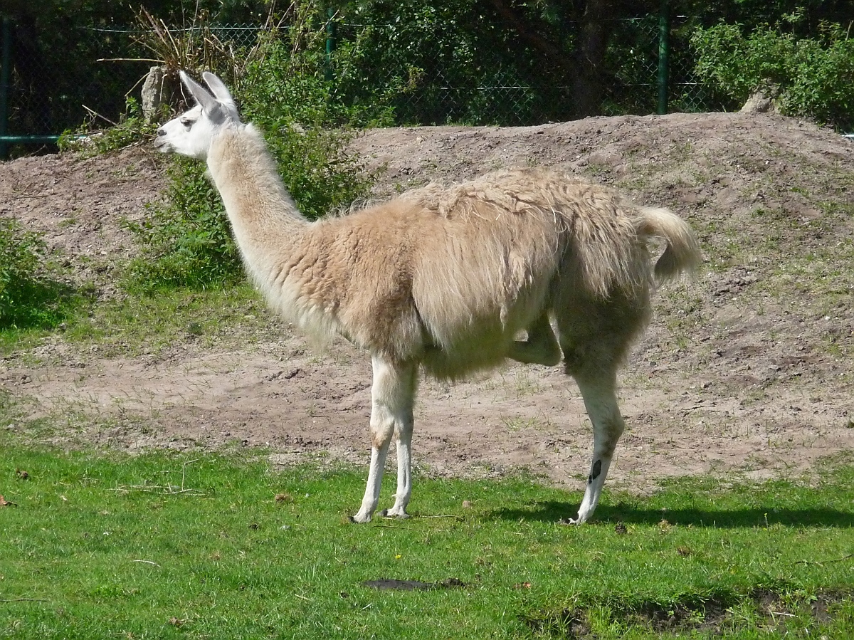 Ein Lama auf drei Beinen wackelt nicht, haben Forscher im Serengetipark herausgefunden, 9.9.15 