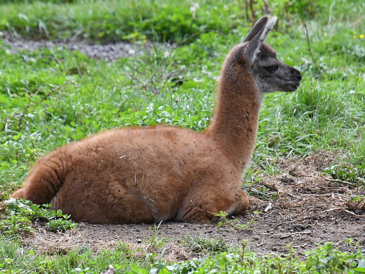 Ein Lama Ende August 2019 im Wildpark Rosegg.