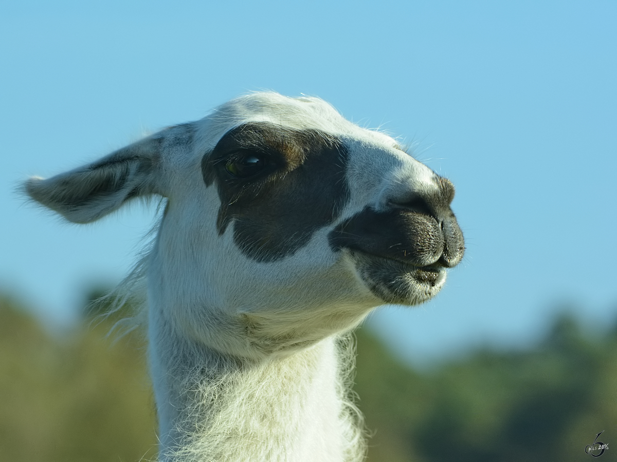 Ein Lama im Portrait. (Zoo Safaripark Stukenbrock, Oktober 2014) 