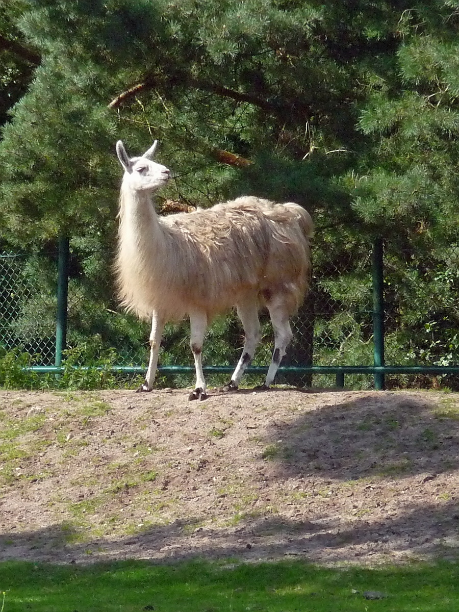 Ein Lama im Serengetipark, 9.9.15 