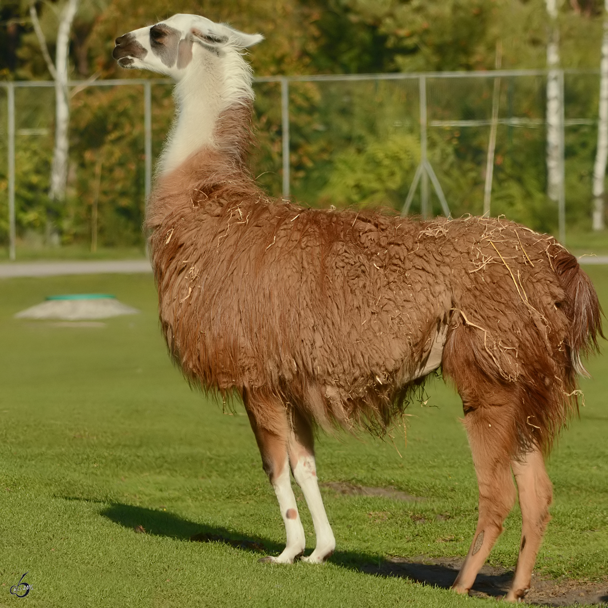 Ein Lama im Zoo Safaripark Stukenbrock. (Oktober 2014)