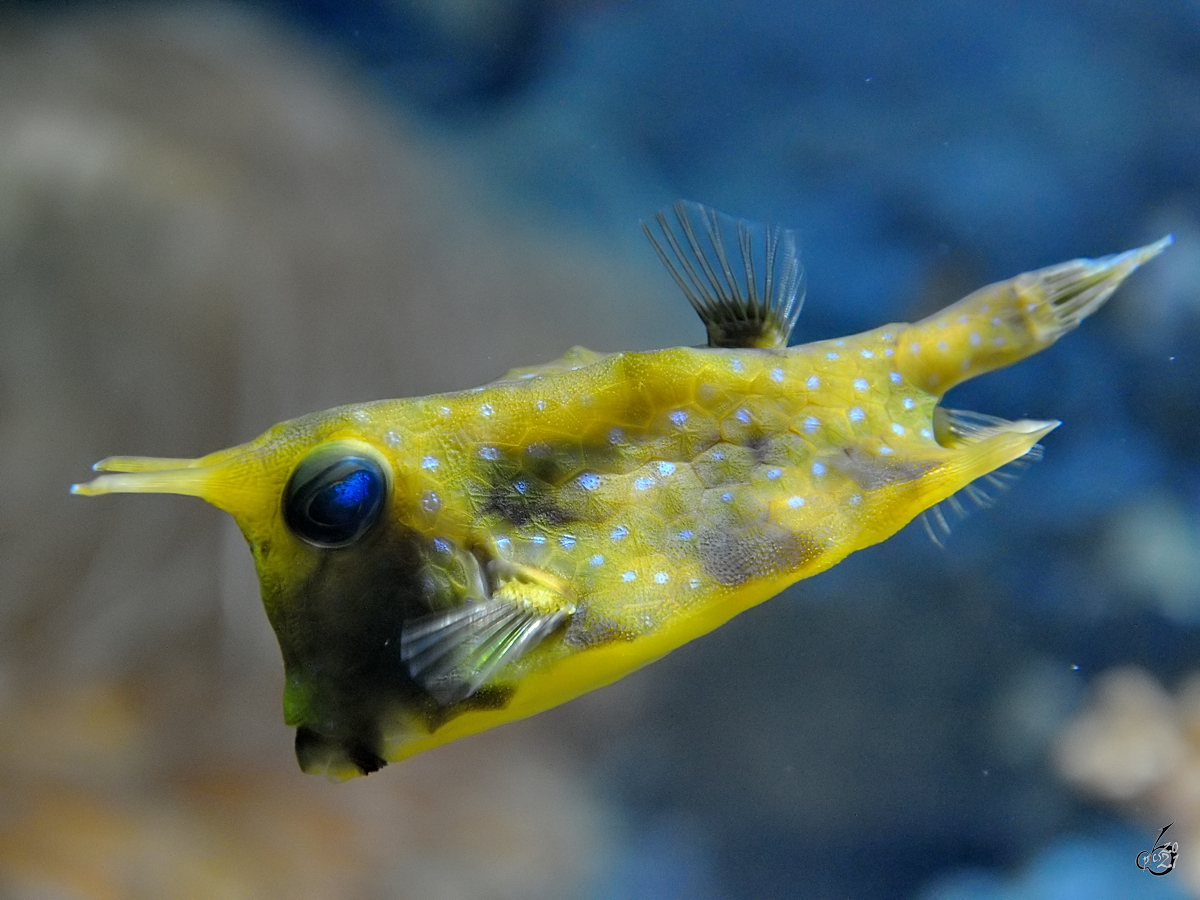 Ein Langhorn-Kofferfisch war im Aquarium des Zoo´s in Madrid zu sehen. (Dezember 2010)