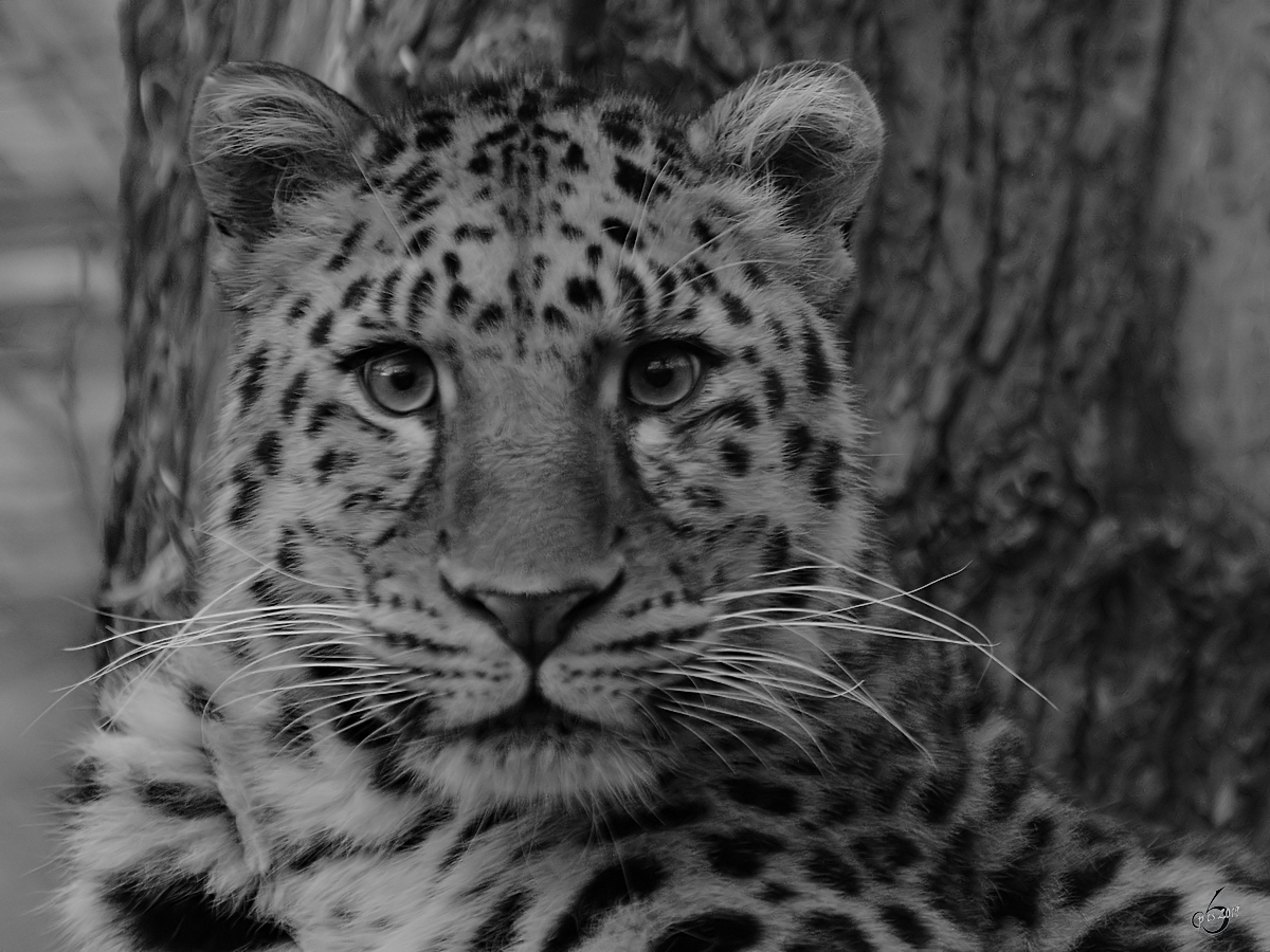 Ein Leopard Mitte Februar 2015 im Zoo Dortmund.