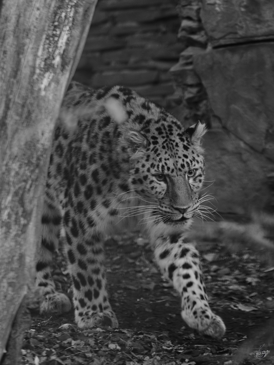 Ein Leopard Mitte Februar 2015 im Zoo Dortmund.