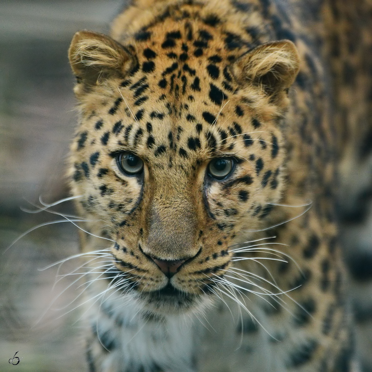 Ein Leopard Mitte Februar 2015 im Zoo Dortmund.