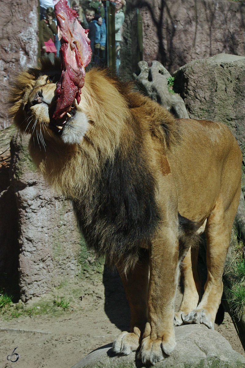 Ein Löwe beißt in seinen Nachmittagssnack. (April 2009)