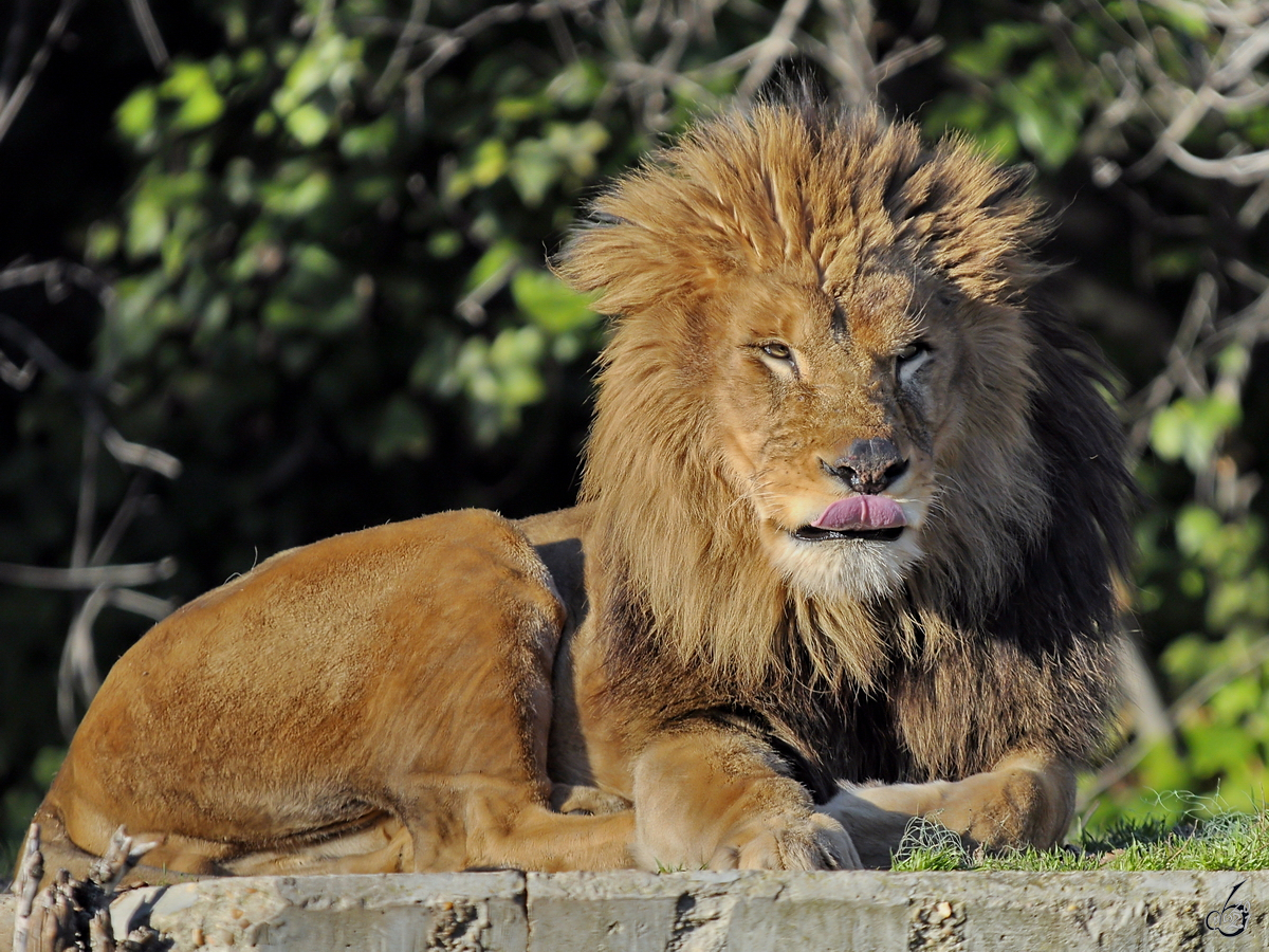 Ein Lwe geniet die wrmenden Strahlen der Mittagssonne. (Zoo Madrid, Dezember 2010) 