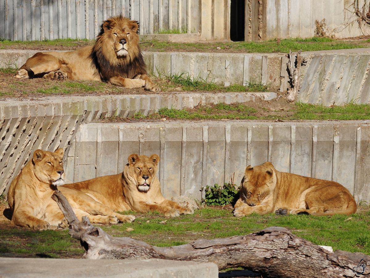 Ein Lwenrudel, so gesehen Mitte Dezember 2010 im Zoo Madrid.