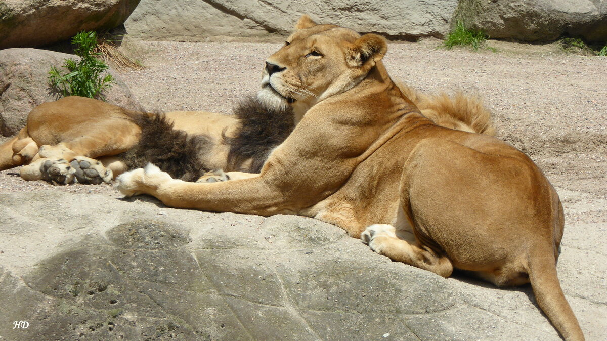 Ein Lwenweibchen der Gattung  Afrikanischer Lwe  (Panthera leo). Gesehen im Juni 2016 in der Lwenanlage im Tierpark Hagenbeck in Hamburg. 