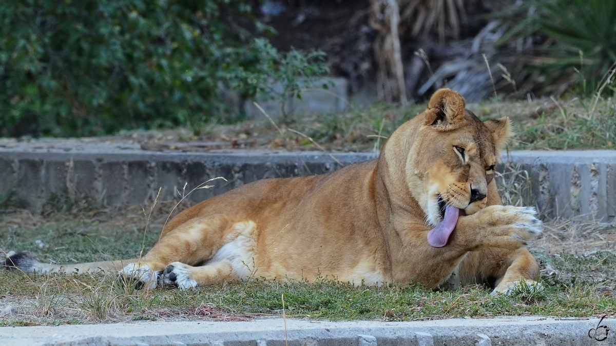 Ein Lwin bei der Fellpflege.  (Zoo Madrid, Dezember 2010)