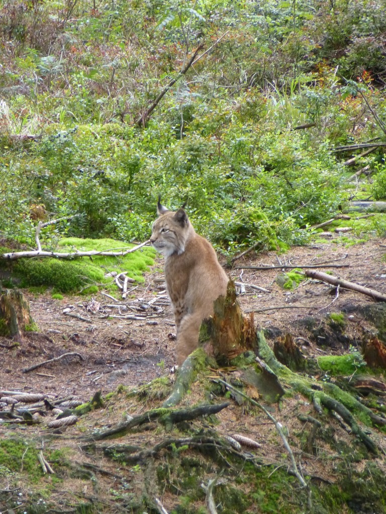 Ein Luchs sitzt im Freigehege. Aufgenommen im Tiergehege in Mehlmeisel. 14.08.2014