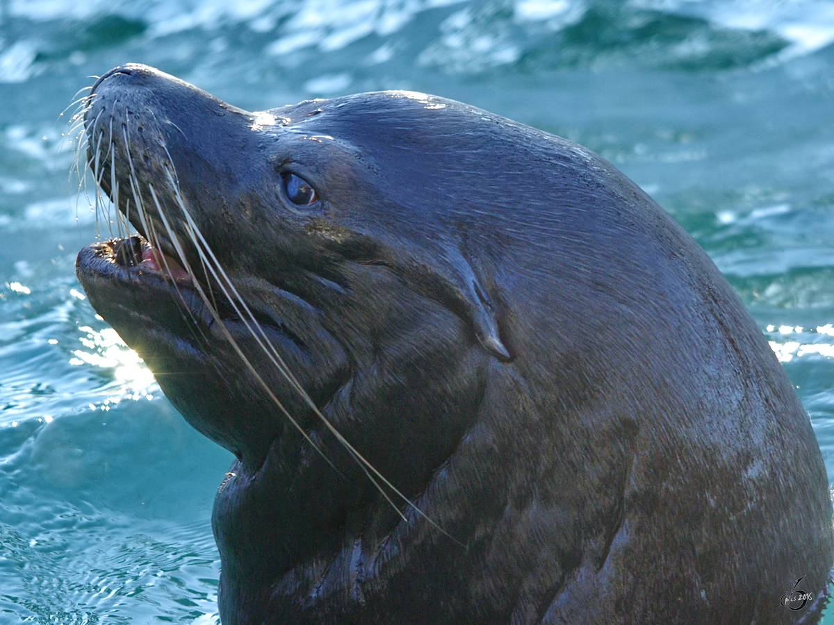 Ein lustiger Geselle, dieser Seelwe. (Zoo Wuppertal, Januar 2009)