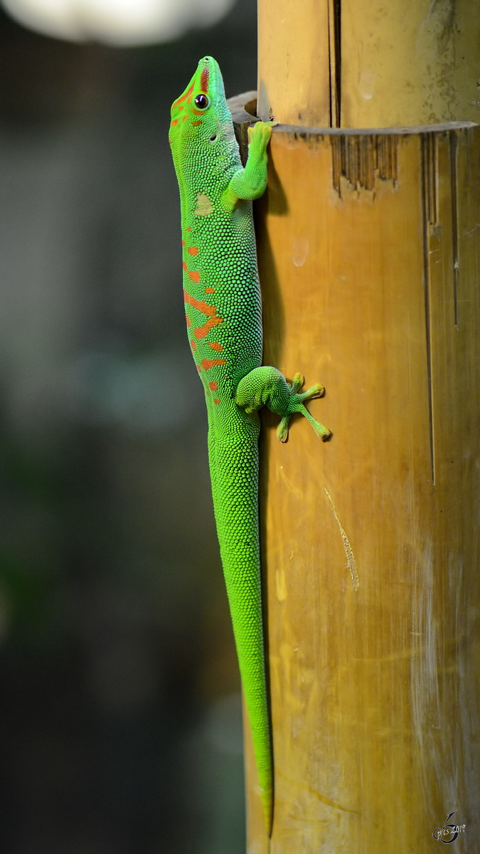 Ein Madagaskar-Taggecko Anfang Mai 2012 im Terrazoo Rheinberg.