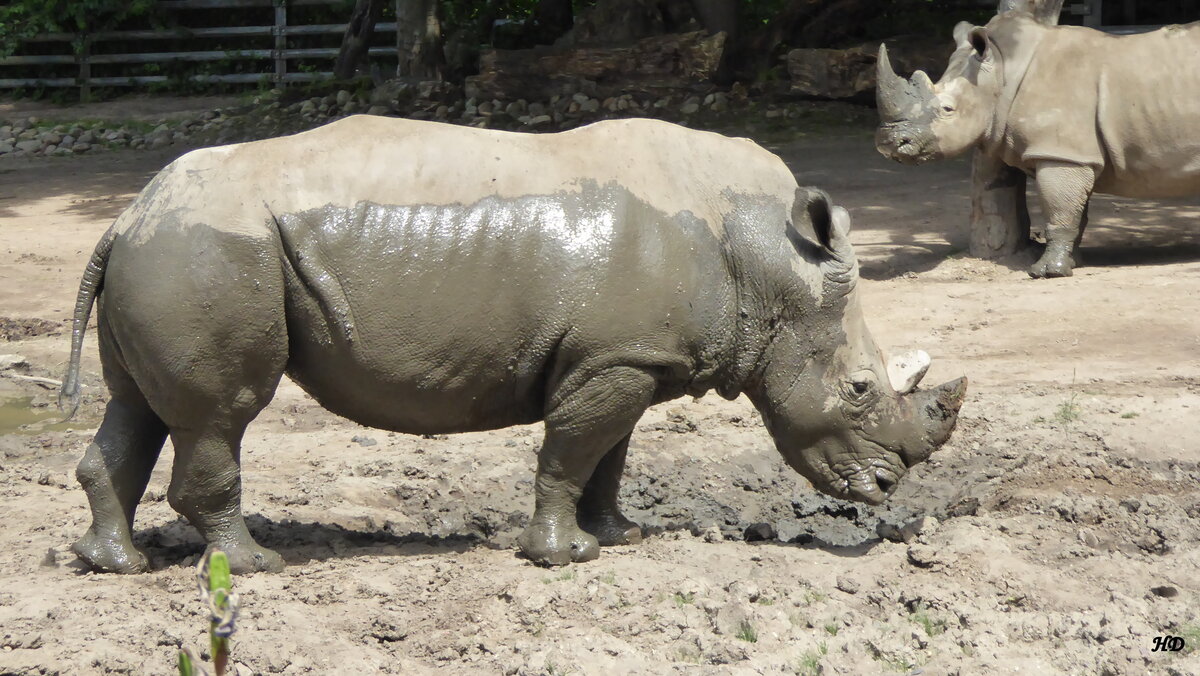 Ein mchtiges Breitmaulnashorn (Ceratotherium simum). Gesehen im Dortmunder Zoo im Juni 2017.