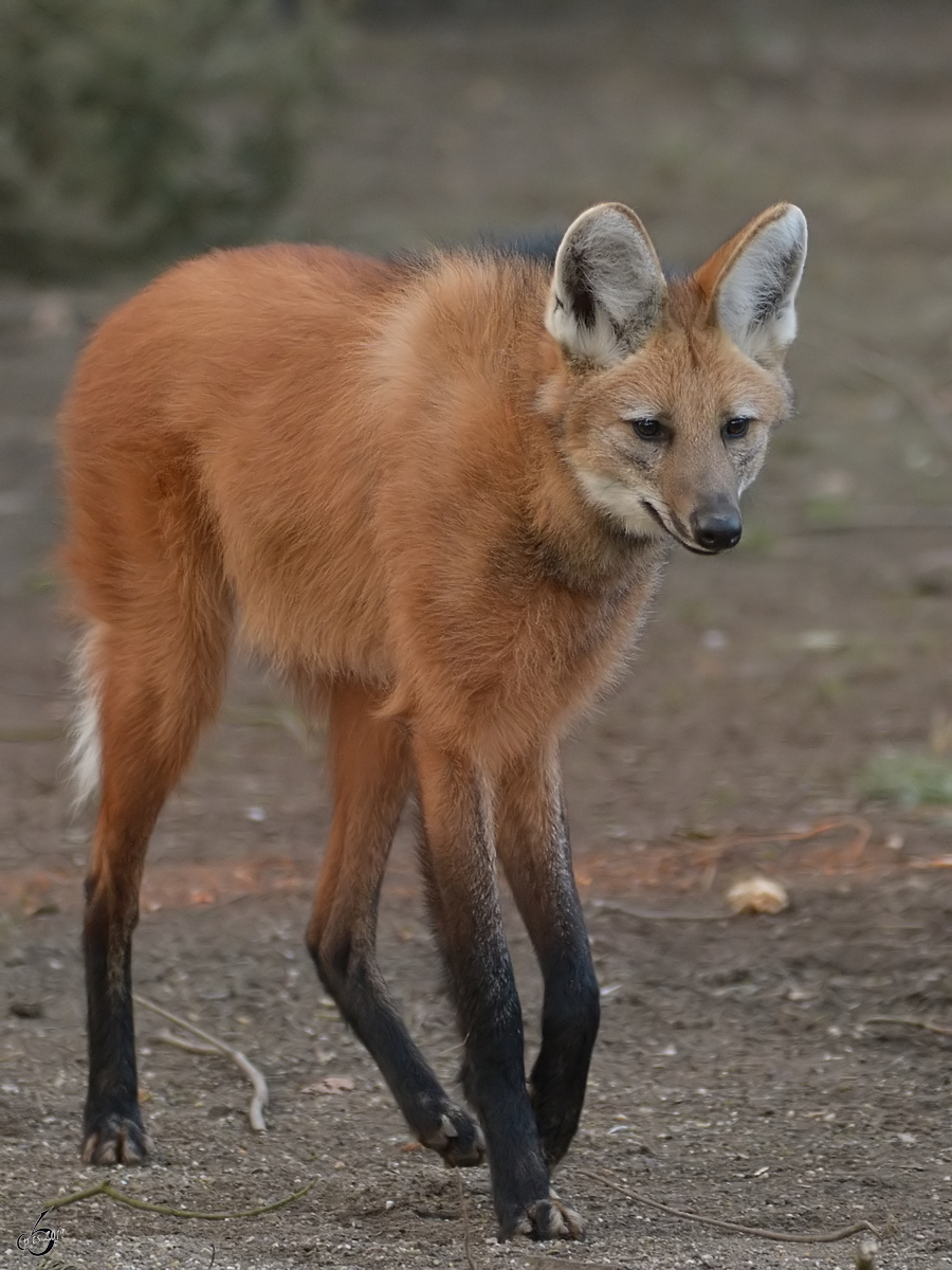 Ein Mhnenwolf im Zoo Dortmund. (Januar 2013)