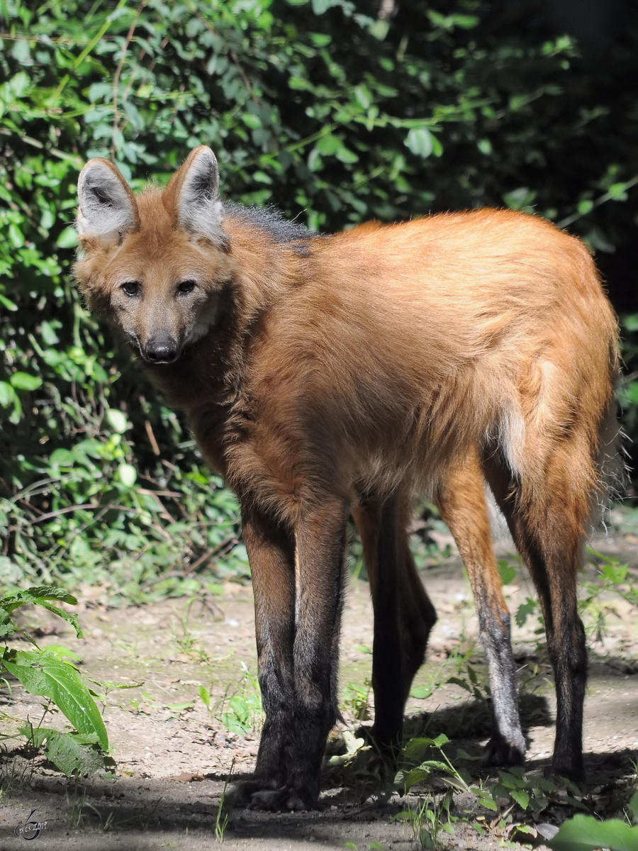 Ein Mhnenwolf im Zoo Dortmund. (September 2010)