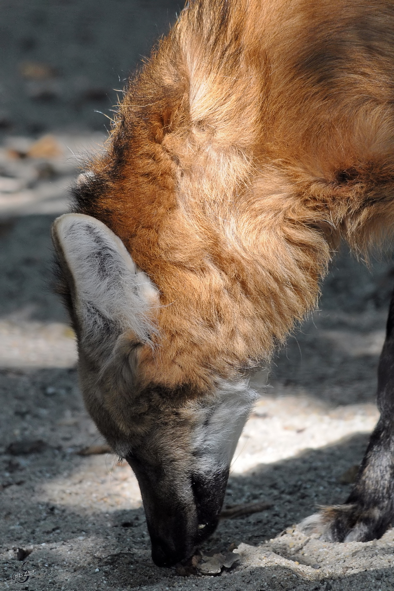 Ein Mhnenwolf im Zoo Dortmund. (September 2010)