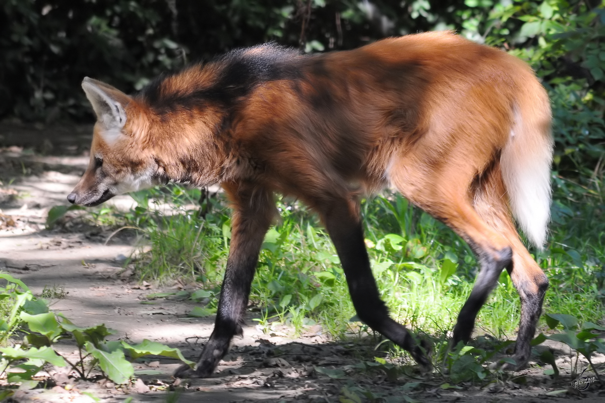 Ein Mhnenwolf im Zoo Dortmund. (September 2010)