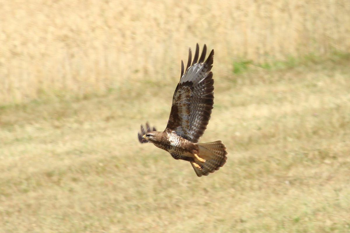 Ein Musebussard beim Abflug auf einem Feld bei Rietenau. Aufgenommen am 20.7.18.