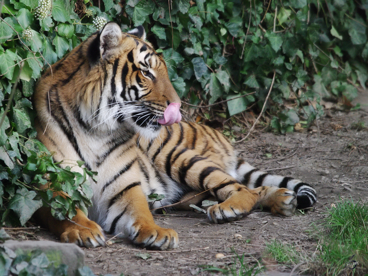 Ein Malaiischer Tiger im Dortmunder Zoo.