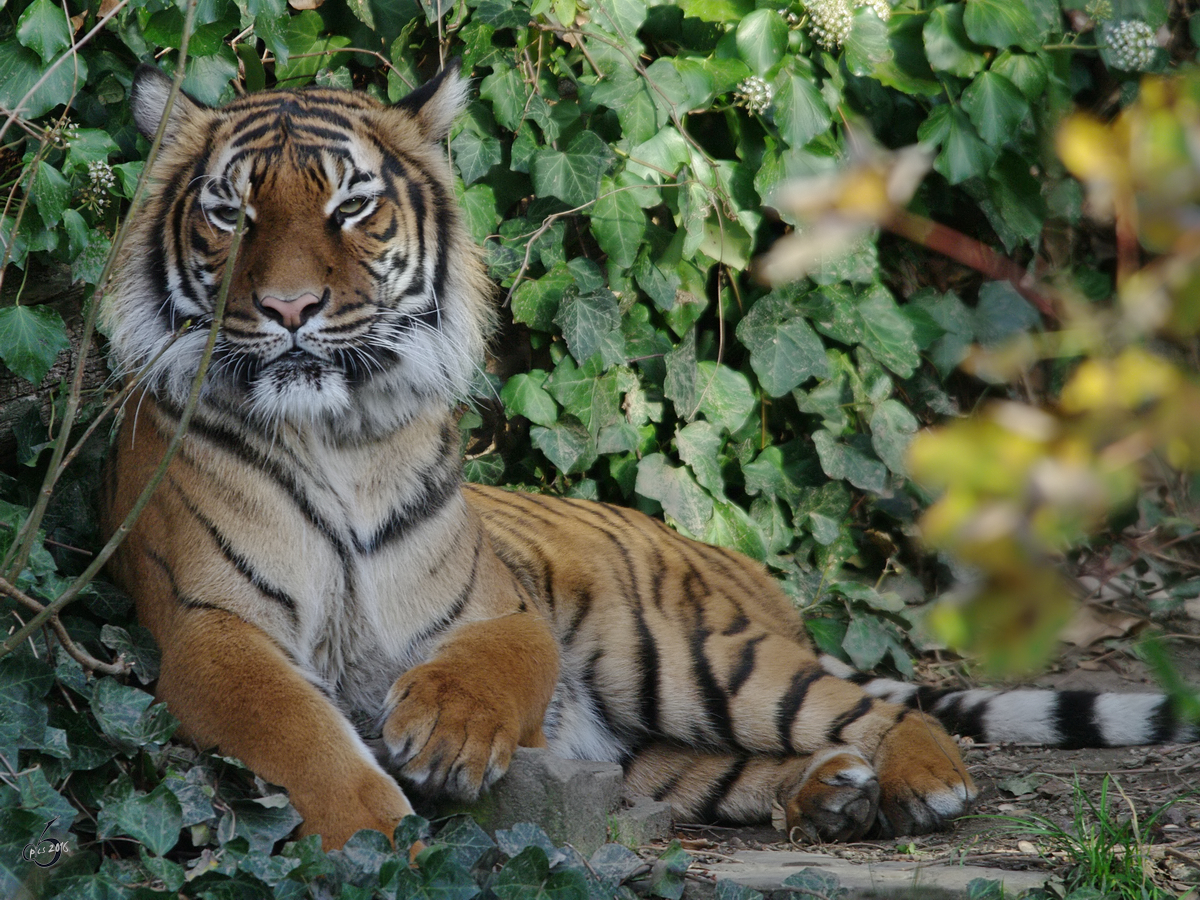 Ein Malaiischer Tiger im Zoo Dortmund. (November 2009)