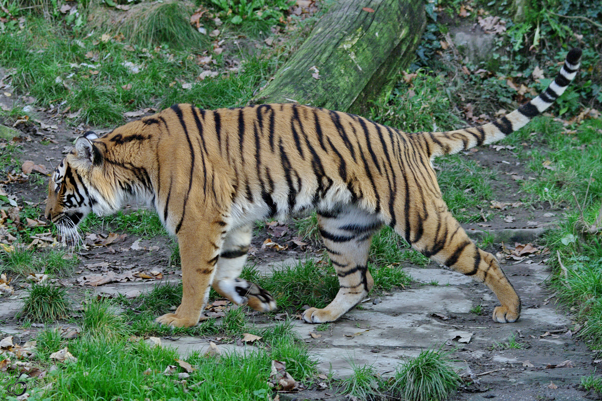 Ein Malaiischer Tiger im Zoo Dortmund. (November 2009)