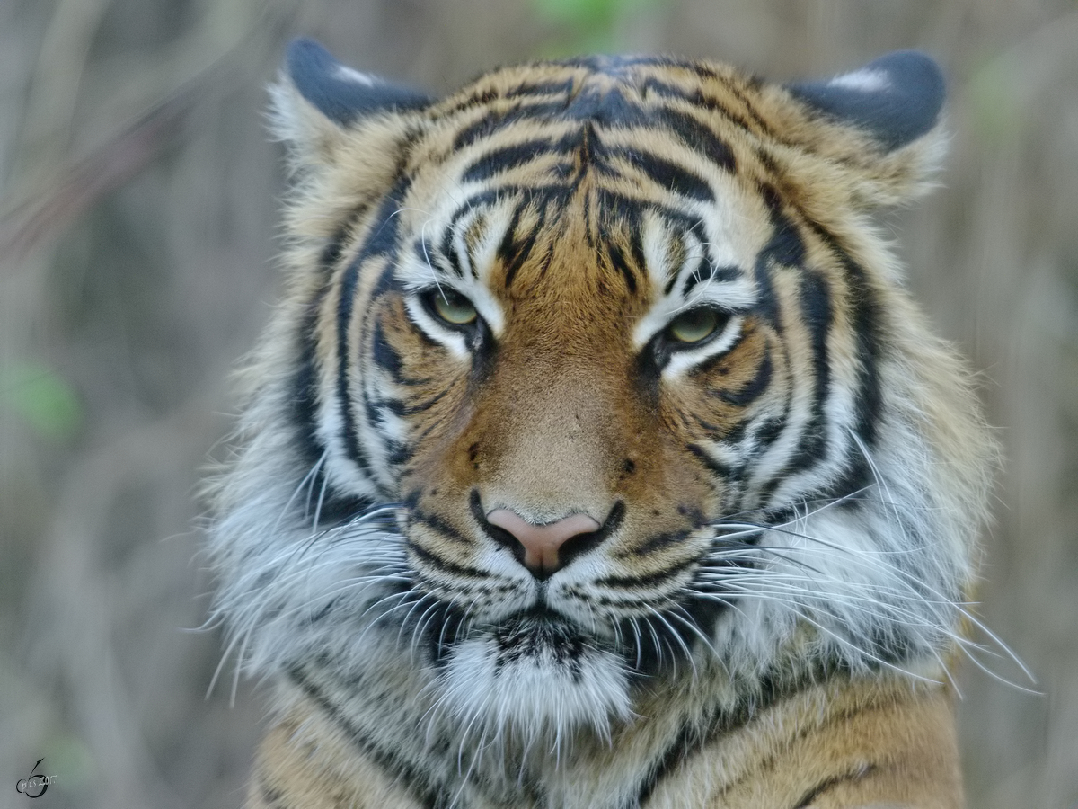 Ein Malaiischer Tiger im Zoo Dortmund. (November 2009)