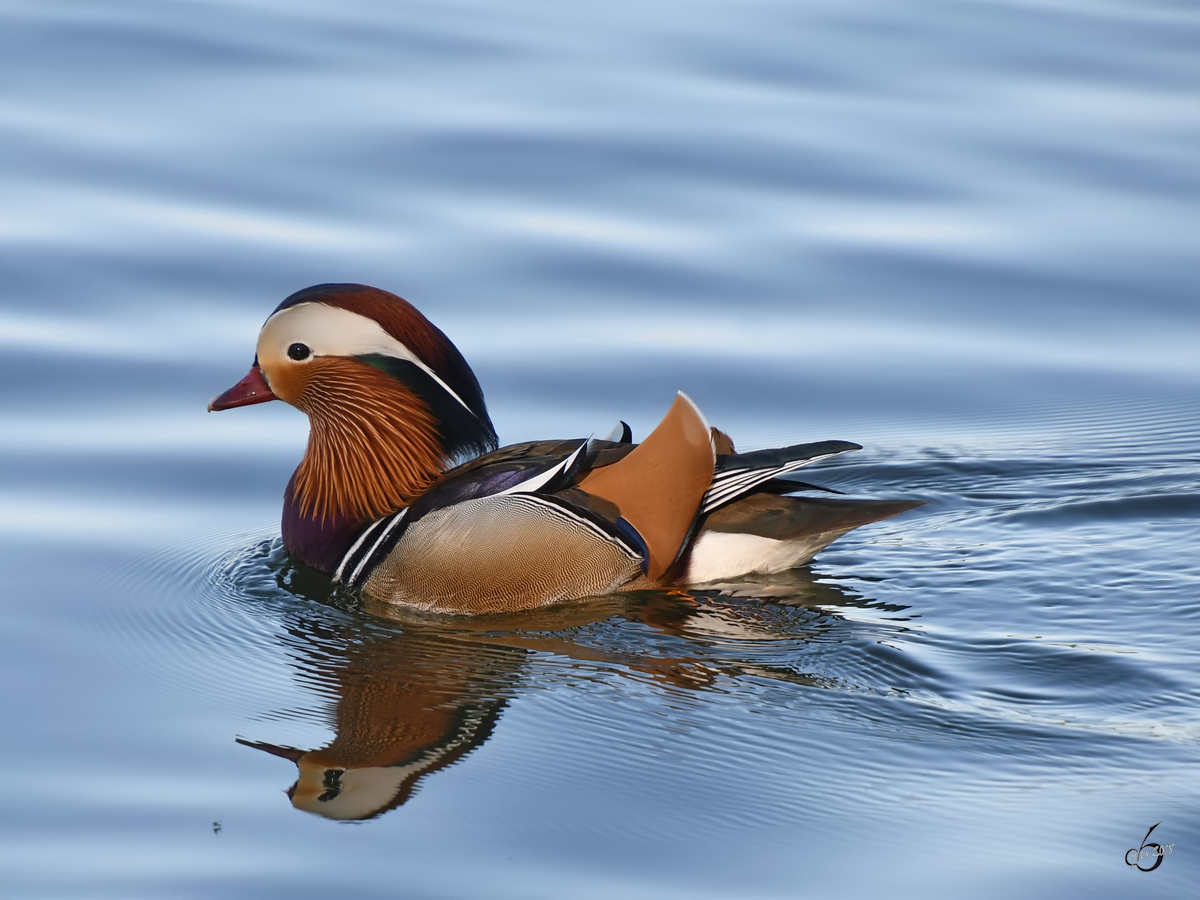 Ein Mandarinenten-Erpel im April 2018 auf dem Heiligen See in Potsdam.