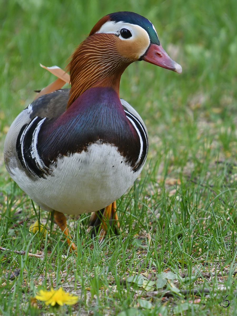 Ein Mandarinenten-Erpel im April 2018 im Neuen Garten Potsdam.