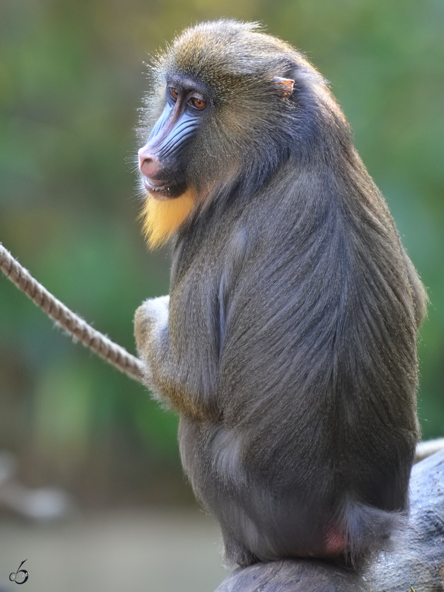 Ein Mandrill im Zoo Duisburg. (Oktober 2011)