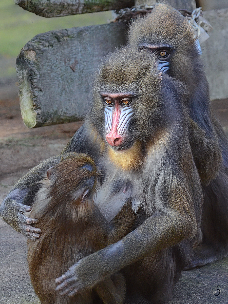 Ein Mandrillweibchen mit Nachwuchs beim Friseur im Zoo Barcelona (Dezember 2011)