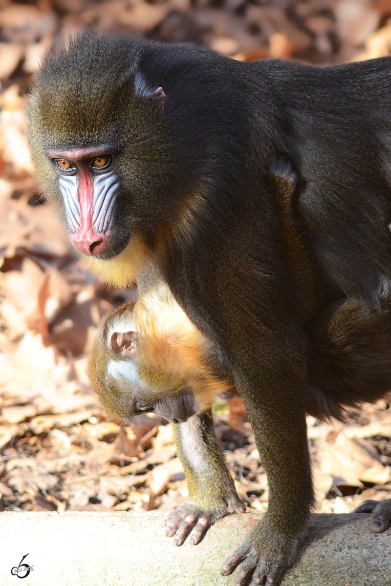 Ein Mandrillweibchen mit Nachwuchs im Zoo Barcelona (Dezember 2011)