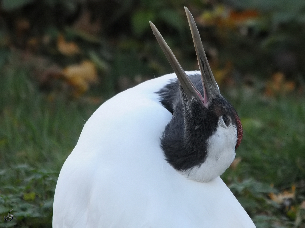 Ein Mandschurenkranich im Tiergarten Schnbrunn. (Wien, November 2010)