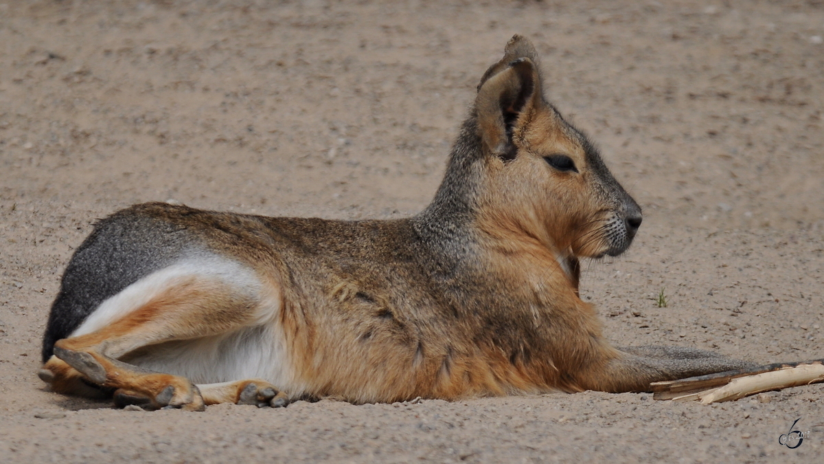 Ein Mara im Zoo Dortmund. (Juni 2010)