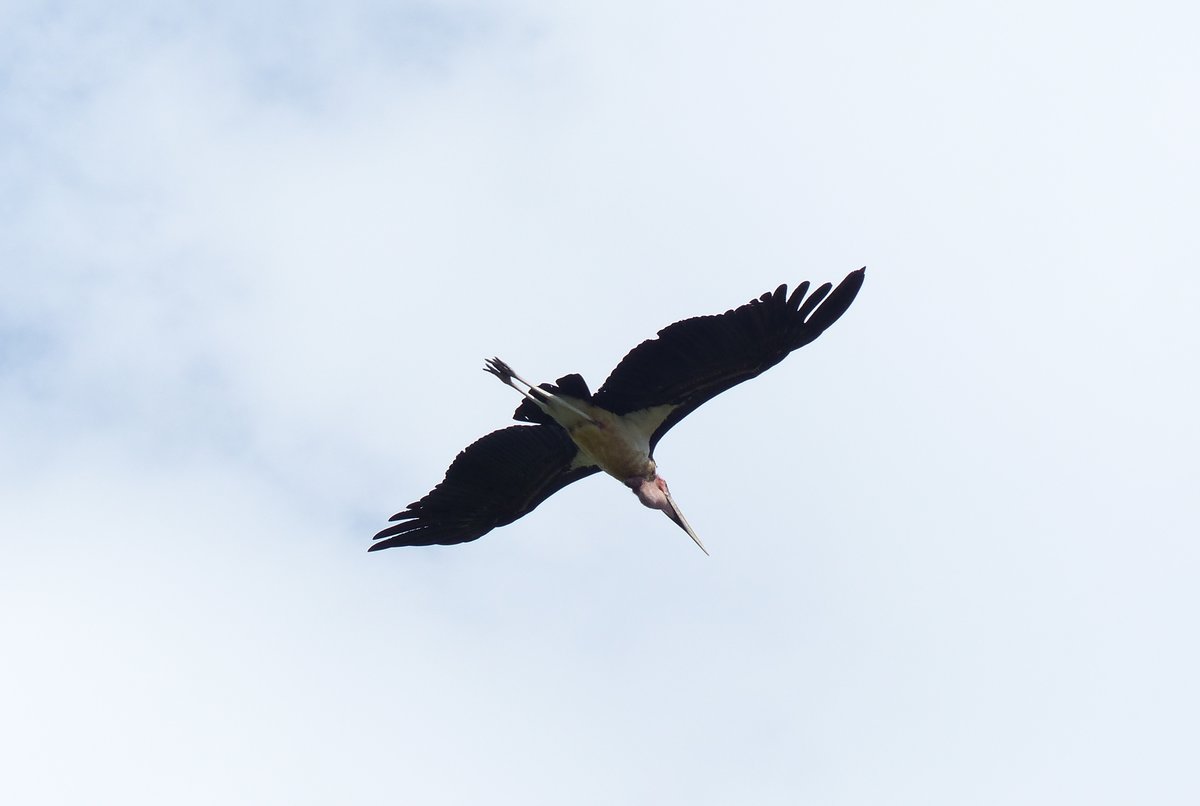 Ein Marabu ber der Stadt Abar Minch in thiopien am 30.4.2019