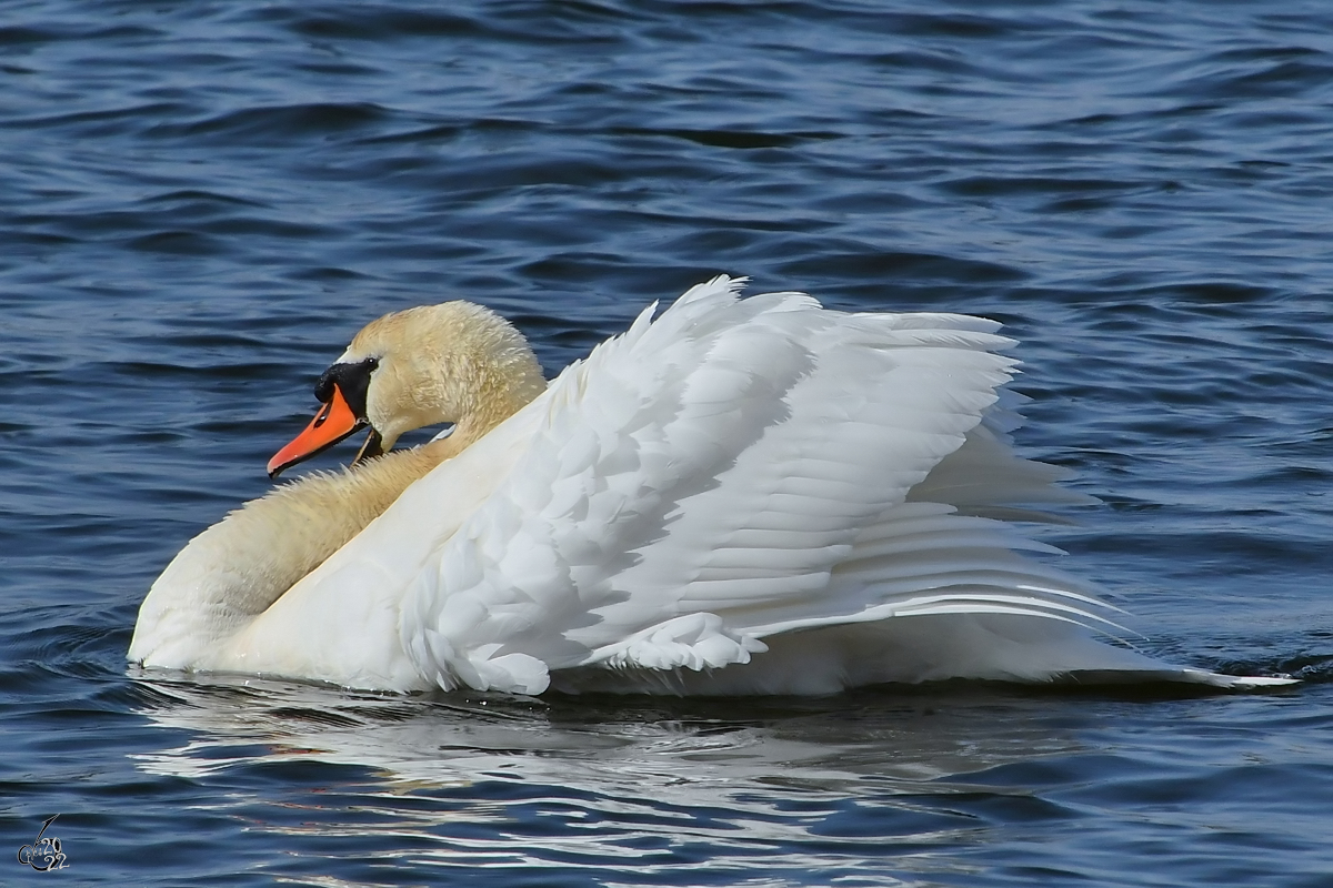 Ein meckernder Hckerschwan schwimmt auf der Trave. (Priwall, Mrz 2022)