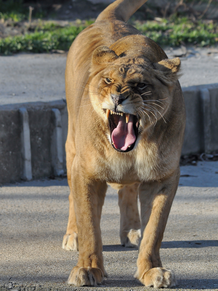 Ein mies gelaunte Lwin war Mitte Dezember 2010 im Zoo Madrid zu sehen.