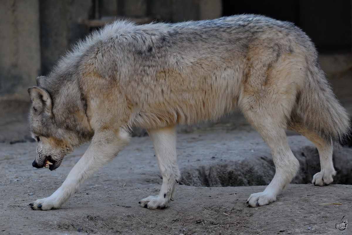 Ein mies gelaunter Wolf. (Zoo Madrid, Dezember 2010)