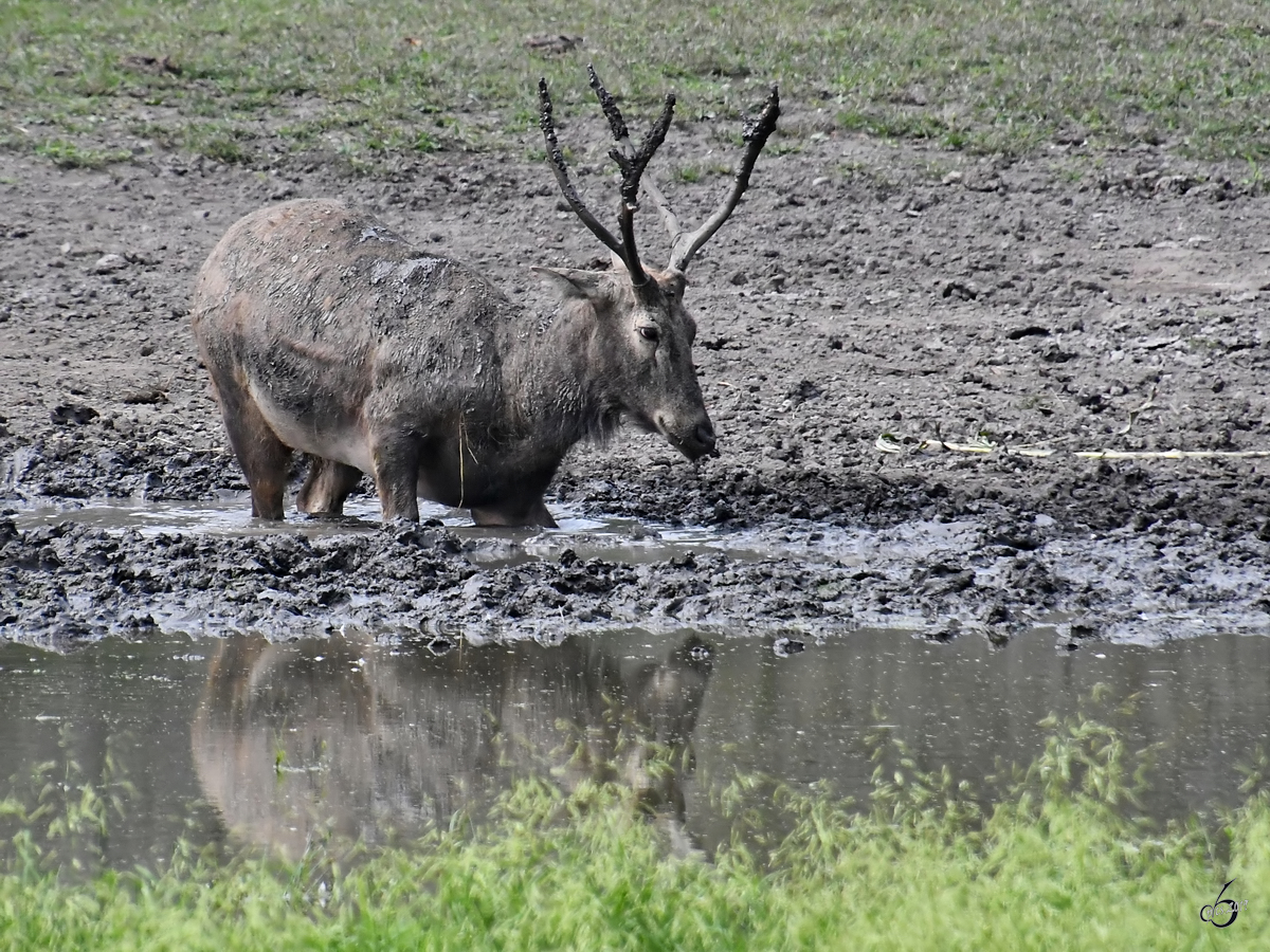 Ein Milu im tiefen Schlamm. (Wildpark Rosegg, August 2019)