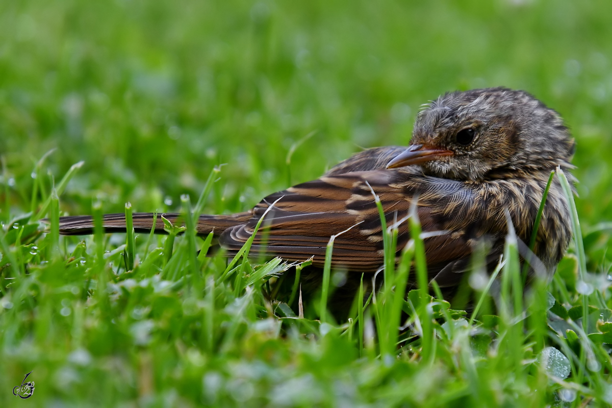 Ein mir unbekannter Vogel macht auf dem Rasen eine kurze Pause. (Hattingen, Juli 2021)