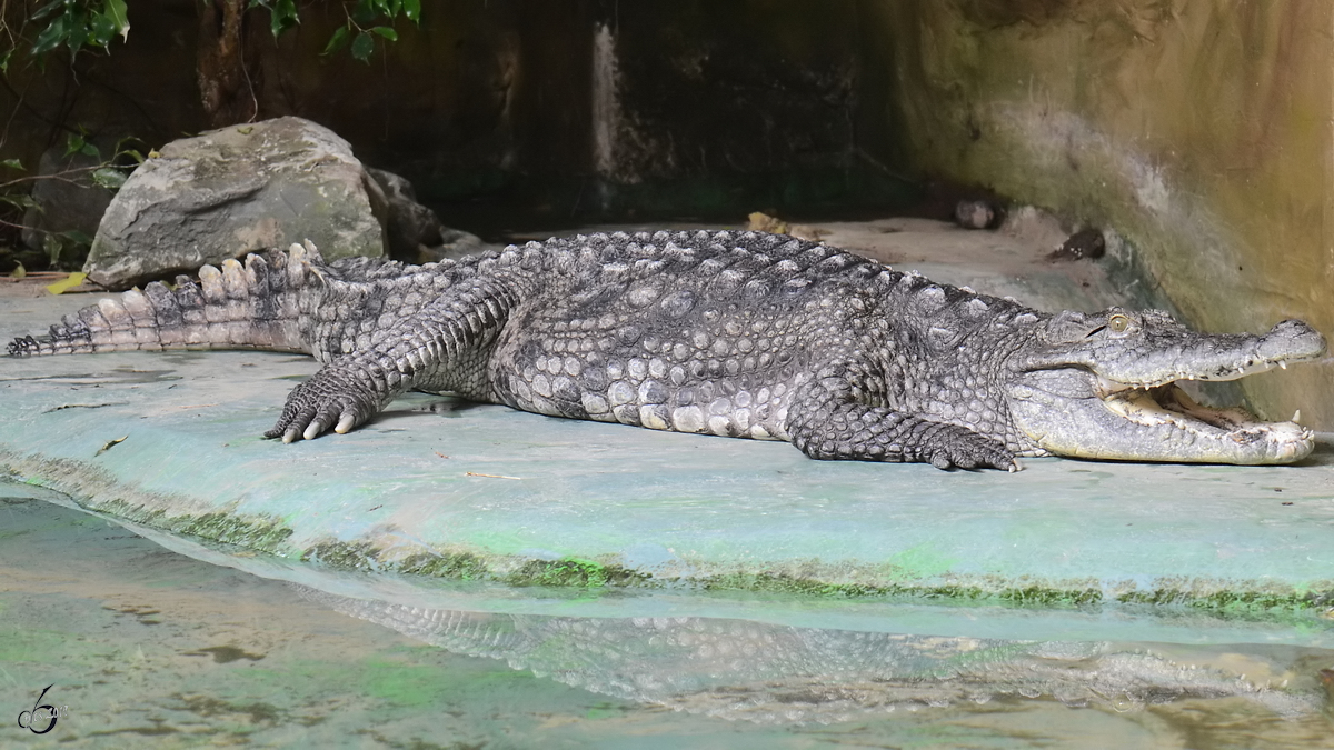 Ein Mississippi-Alligator war Mitte Mai 2011 im Terrazoo Rheinberg zu sehen.