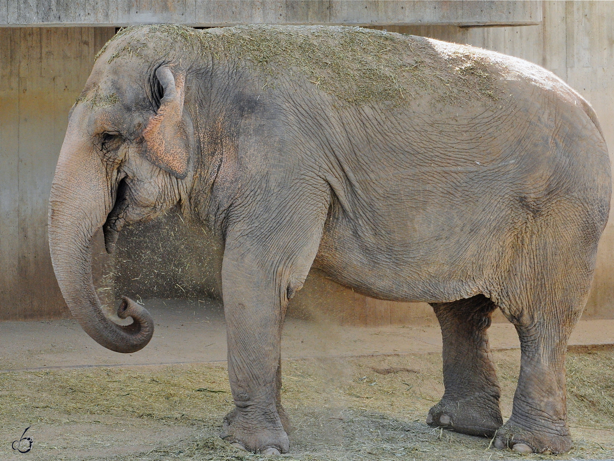 Ein mit Heu bedeckter Elefant war im Dezember 2010 im Zoo Madrid zu sehen.