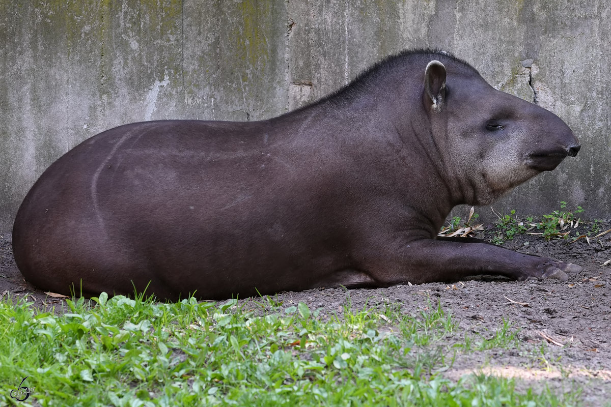 Ein Mittelamerikanischer Tapir im Zoo Berlin. (April 2018)