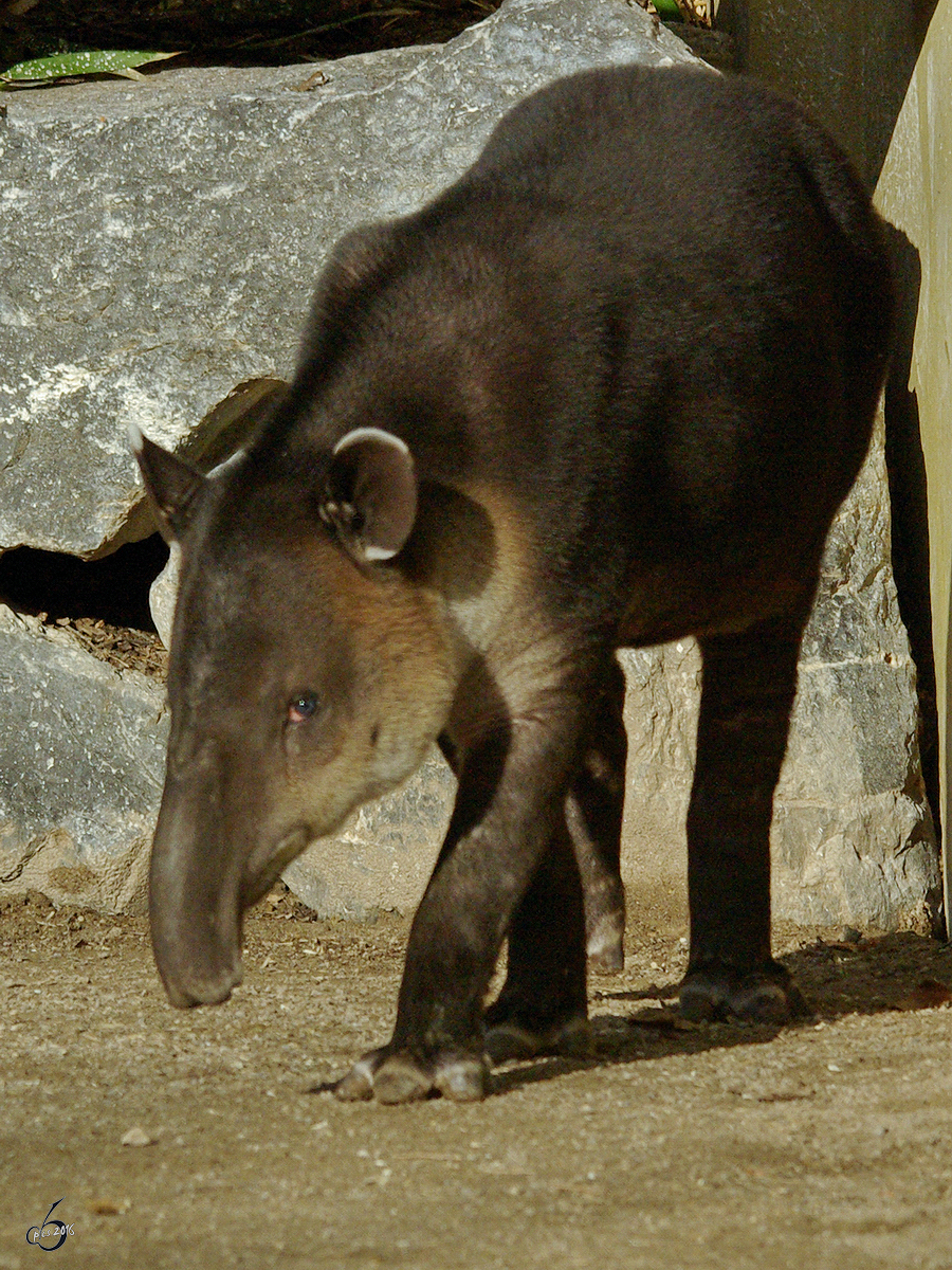 Ein Mittelamerikanischer Tapir im Zoo Wuppertal. (Oktober 2005)